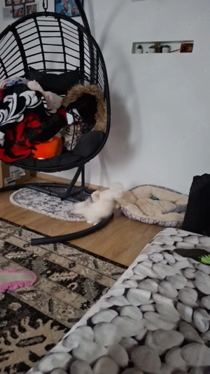 Două iubitoare căutăm familie asemenea nouă      - imagine 4