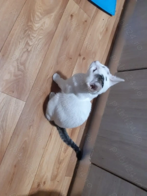 Donez pui pisica - imagine 2 Donez pui pisica - imagine 2