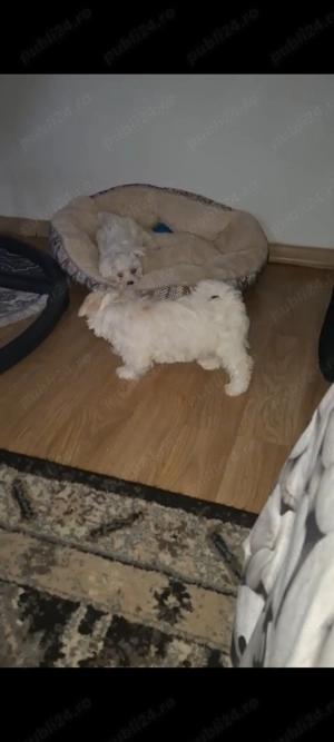 Două iubitoare căutăm familie asemenea nouă      - imagine 5