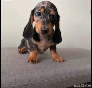 Teckel Arlechin - imagine 4