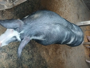 Vând o scroafă pietrean original 