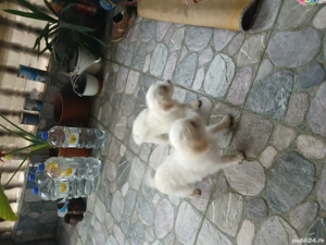 vind catei bison  - imagine 2 vind catei bison  - imagine 2