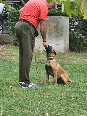 Ciobanesc Belgian Malinois cu dresaj de baza ls schimb