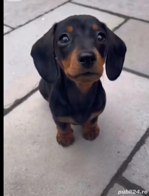 Teckel negru  - imagine 5