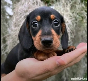 Teckel negru  - imagine 3