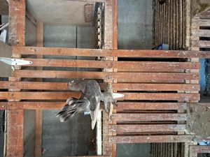 Rasa Rostow , liberi  tineri și maturi. - imagine 3 Rasa Rostow , liberi  tineri și maturi. - imagine 3