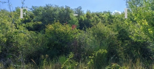 Apartament 2 camere Etaj 1 Vlaicu - imagine 4