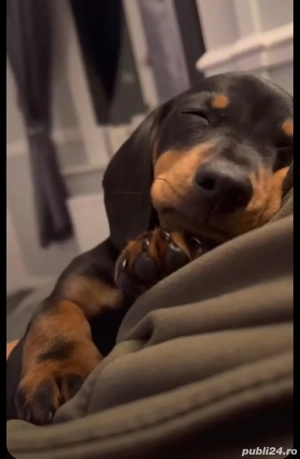 Teckel negru  - imagine 4