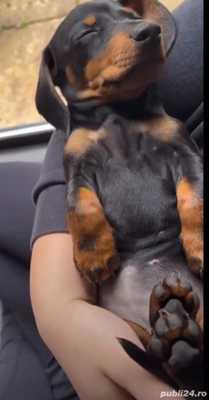 Teckel negru  - imagine 2