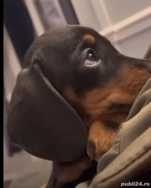 Teckel negru  - imagine 2