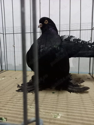 Rasa Rostow , liberi  tineri și maturi.