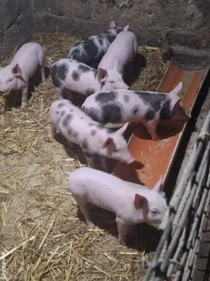 Purcei de vânzare  - imagine 4