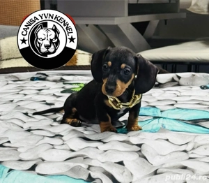 femela teckel - imagine 2