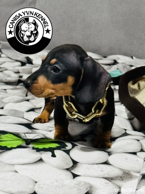 femela teckel - imagine 4