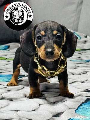 femela teckel - imagine 5