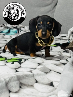 femela teckel - imagine 3