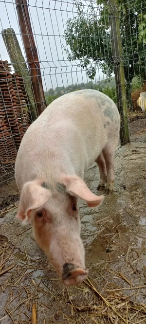 Porci de Țară Crescuti cu Cereale 100 -120 kg Turnu Magurele - imagine 2