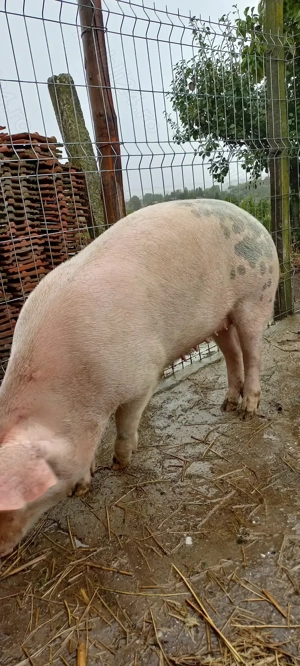 Porci de Țară Crescuti cu Cereale 100 -120 kg Turnu Magurele