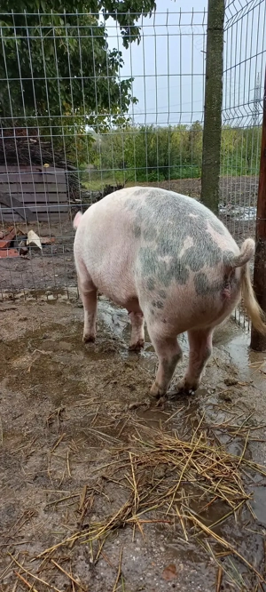 Porci de Țară Crescuti cu Cereale 100 -120 kg Turnu Magurele - imagine 3