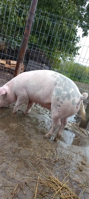 Porci de Țară Crescuti cu Cereale 100 -120 kg Turnu Magurele - imagine 4