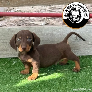 mascul teckel - imagine 2 mascul teckel - imagine 2