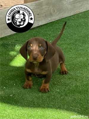 mascul teckel - imagine 5 mascul teckel - imagine 5