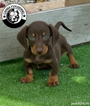 mascul teckel - imagine 3 mascul teckel - imagine 3