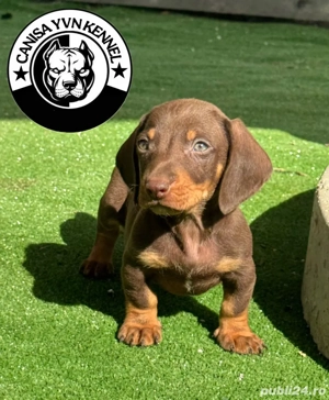 mascul teckel - imagine 4 mascul teckel - imagine 4