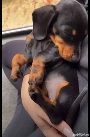 Teckel negru  - imagine 4