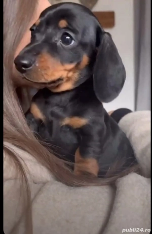 Teckel negru  - imagine 5