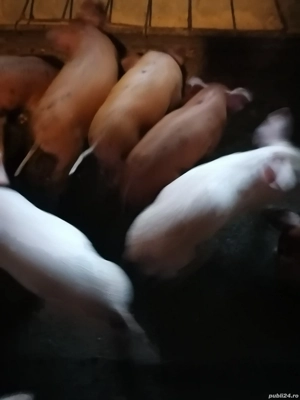 Purcei de vânzare  - imagine 2