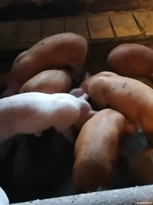 Purcei de vânzare  - imagine 3