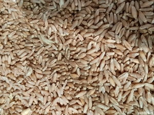 Vând  Tricicale .  - imagine 4