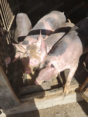 Purcele de vânzare  - imagine 2 Purcele de vânzare  - imagine 2