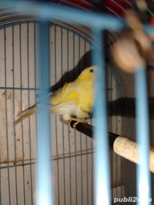 Păsări de companie 