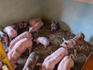 Purcei de carne - imagine 2