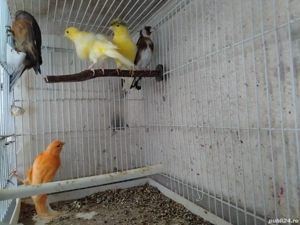 Păsări de companie  - imagine 5 Păsări de companie  - imagine 5