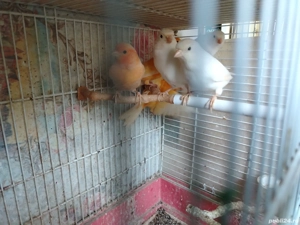 Păsări de companie  - imagine 3 Păsări de companie  - imagine 3