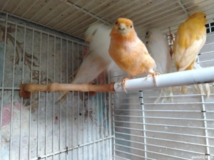 Păsări de companie  - imagine 4 Păsări de companie  - imagine 4