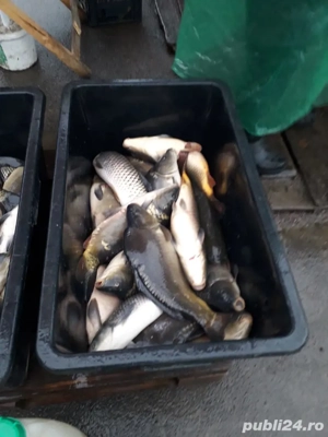 vand peste crap si novac - imagine 2 vand peste crap si novac - imagine 2