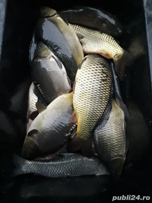 vand peste crap si novac