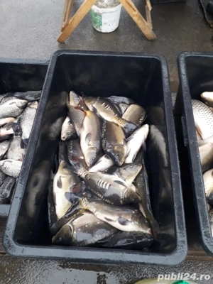 vand peste crap si novac - imagine 3 vand peste crap si novac - imagine 3