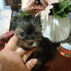 Catelusi Yorkshire Terrier Mini Toy