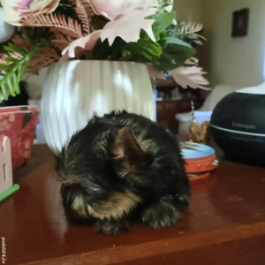 Catelusi Yorkshire Terrier Mini Toy - imagine 2