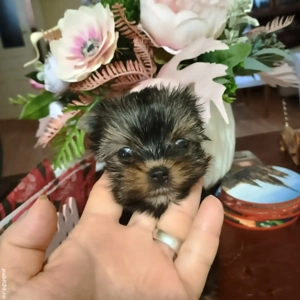 Catelusi Yorkshire Terrier Mini Toy - imagine 3
