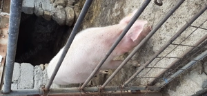 Vand porc marele alb  cu landrace  - imagine 3 Vand porc marele alb  cu landrace  - imagine 3