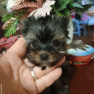 Catelusi Yorkshire Terrier Mini Toy - imagine 4