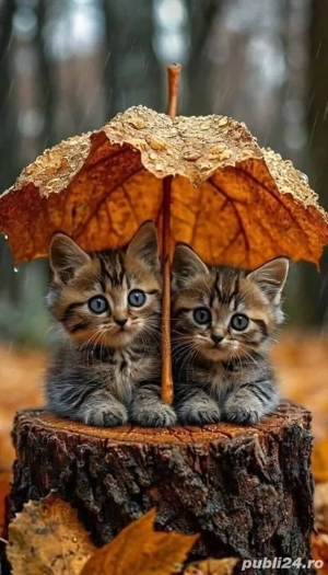 vind apartament 3 camere