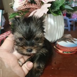 Catelusi Yorkshire Terrier Mini Toy - imagine 5