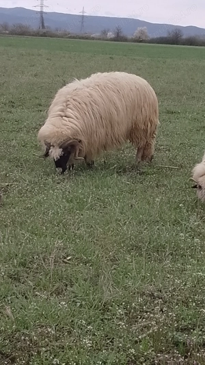 Berbeci brezi de vinzare  - imagine 3